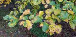 Witch hazel(Hamamelis virginiana)