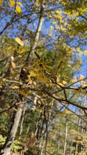 Witch hazel(Hamamelis virginiana)
