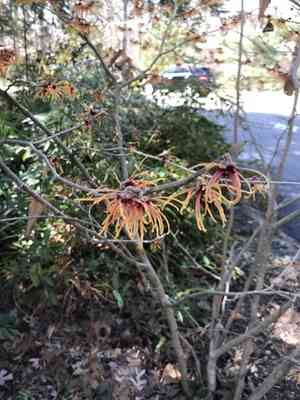 Witch hazels (Hamamelis)(Hamamelis)