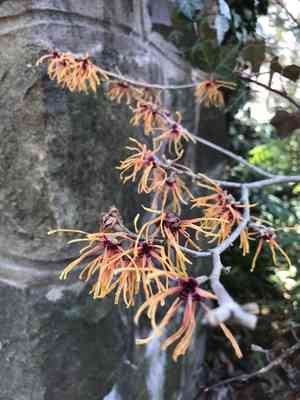 Witch hazels (Hamamelis)(Hamamelis)
