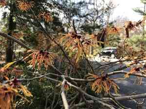 Witch hazels (Hamamelis)(Hamamelis)