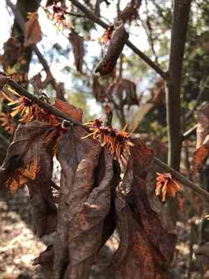 Witch hazels (Hamamelis)(Hamamelis)