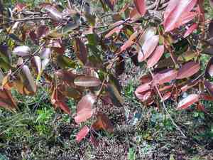 Mangabeira(Hancornia speciosa)