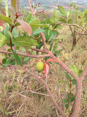 Mangabeira(Hancornia speciosa)