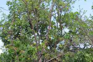 Mangabeira(Hancornia speciosa)