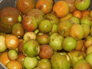 Mangabeira(Hancornia speciosa)