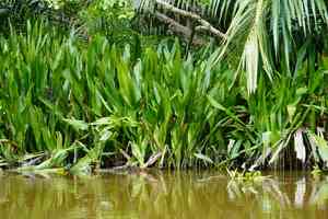 Hanguana malayana(Hanguana malayana)