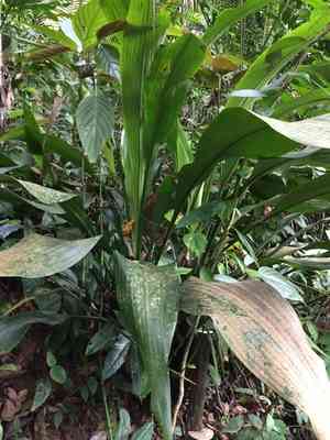Hanguana malayana(Hanguana malayana)