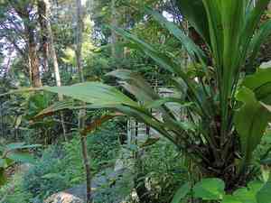 Hanguana malayana(Hanguana malayana)
