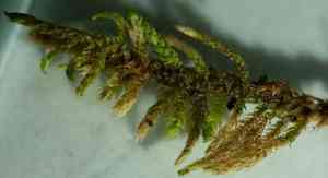 Haplocladium microphyllum(Haplocladium microphyllum)
