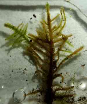Haplocladium microphyllum(Haplocladium microphyllum)