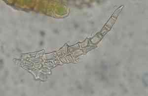 Haplocladium microphyllum(Haplocladium microphyllum)
