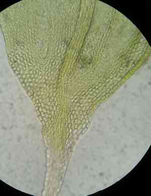 Haplocladium microphyllum(Haplocladium microphyllum)