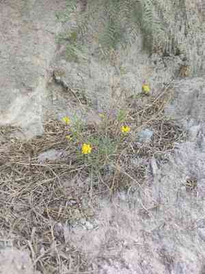 False broomweed(Haploesthes greggii)