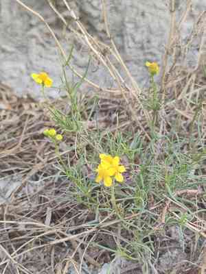 False broomweed(Haploesthes greggii)