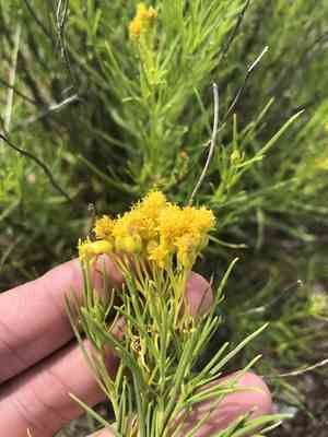False broomweed(Haploesthes greggii)