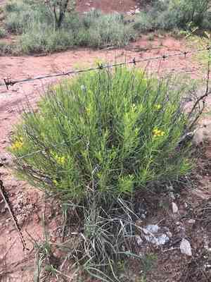 False broomweed(Haploesthes greggii)