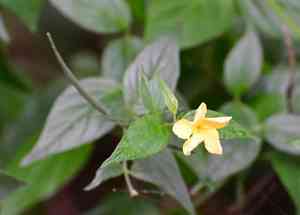Haplophyton cimicidum(Haplophyton cimicidum)