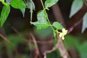 Haplophyton cimicidum(Haplophyton cimicidum)