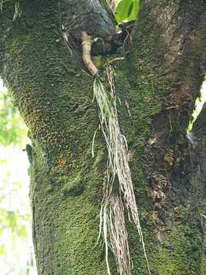 Tape fern(Haplopteris elongata)