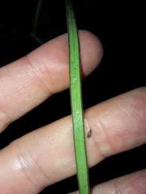 Tape fern(Haplopteris elongata)