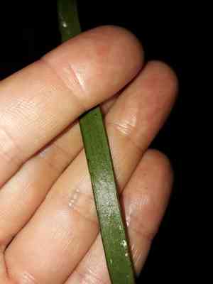 Tape fern(Haplopteris elongata)