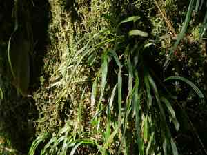 Tape fern(Haplopteris elongata)