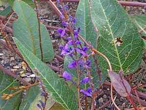 False sarsaparilla(Hardenbergia violacea)