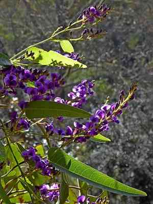 False sarsaparilla(Hardenbergia violacea)