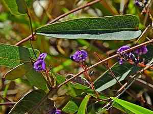 False sarsaparilla(Hardenbergia violacea)