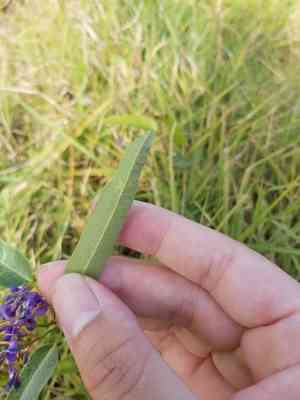 False sarsaparilla(Hardenbergia violacea)