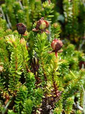 Alaska bellheather(Harrimanella stelleriana)