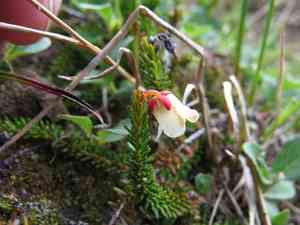Alaska bellheather(Harrimanella stelleriana)
