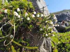 Alaska bellheather(Harrimanella stelleriana)