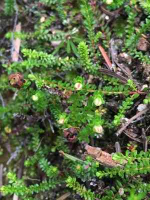 Alaska bellheather(Harrimanella stelleriana)