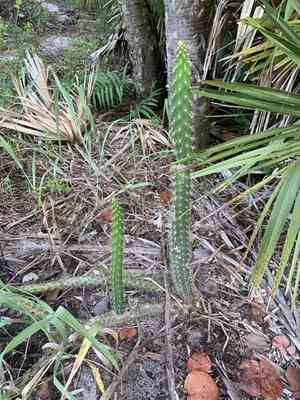 Prickly applecactus(Harrisia aboriginum)