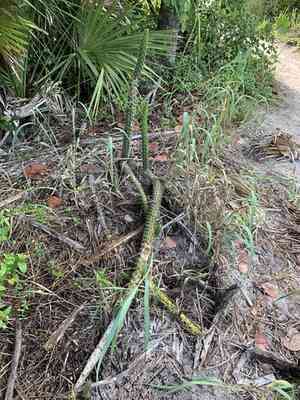 Prickly applecactus(Harrisia aboriginum)