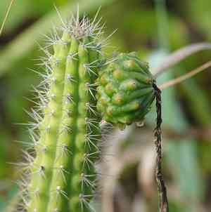 Prickly applecactus(Harrisia aboriginum)
