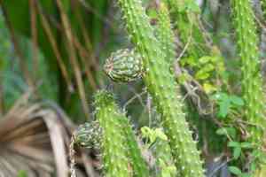 Prickly applecactus(Harrisia aboriginum)