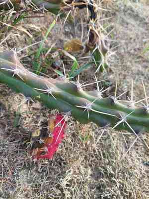 Martin applecactus(Harrisia martinii)