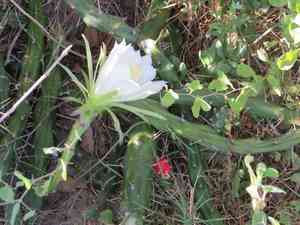 Martin applecactus(Harrisia martinii)