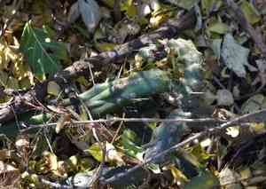 Martin applecactus(Harrisia martinii)