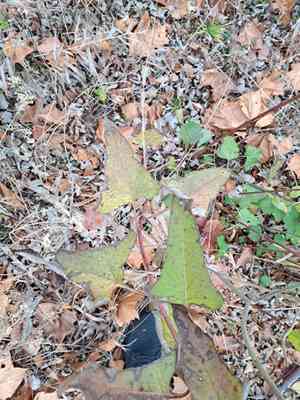 Hasteola suaveolens(Hasteola suaveolens)