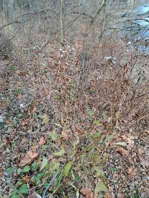 Hasteola suaveolens(Hasteola suaveolens)