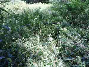 Hasteola suaveolens(Hasteola suaveolens)