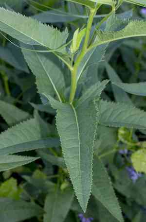 Hasteola suaveolens(Hasteola suaveolens)