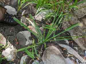 White rushlily(Hastingsia alba)