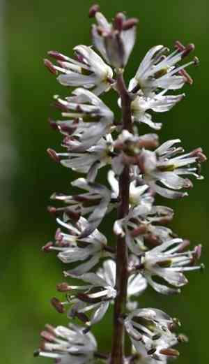 White rushlily(Hastingsia alba)