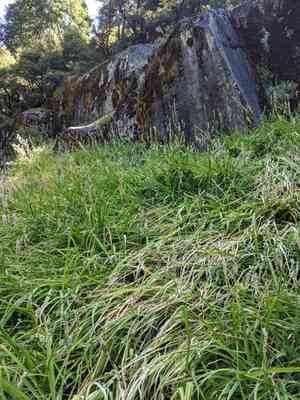 White rushlily(Hastingsia alba)
