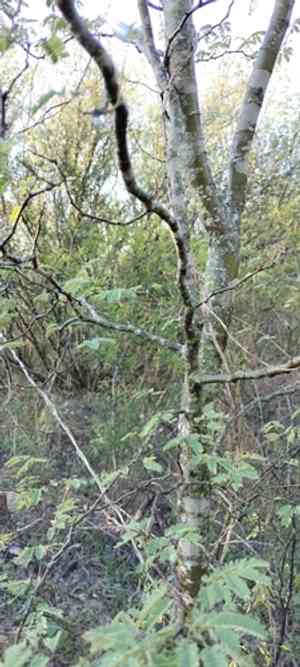 Haujillo(Havardia pallens)